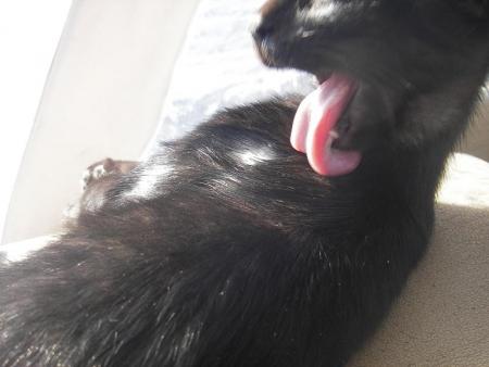 Petit chat